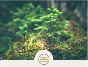 The Five Elements course page